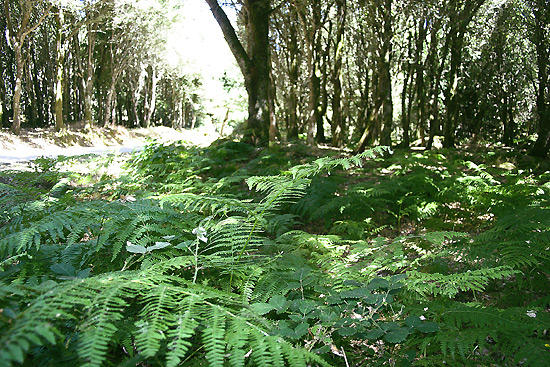 Sezione La foresta demaniale